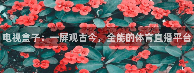 电视盒子：一屏观古今，全能的体育直播平台