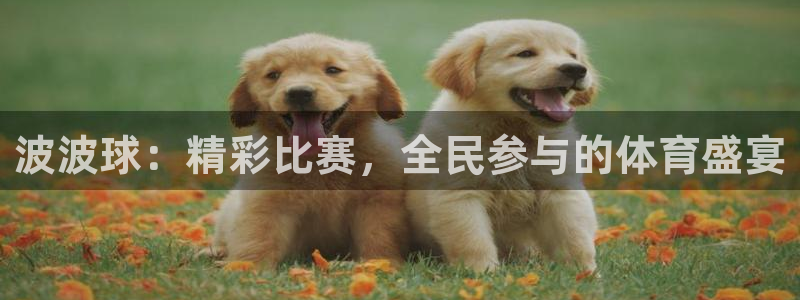 波波球：精彩比赛，全民参与的体育盛宴
