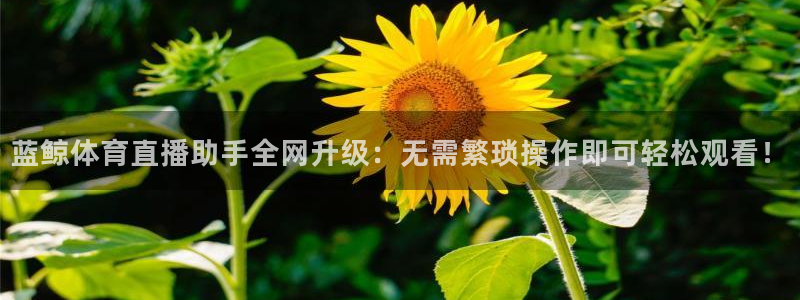 蓝鲸体育直播助手全网升级：无需繁琐操作即可轻松观看！