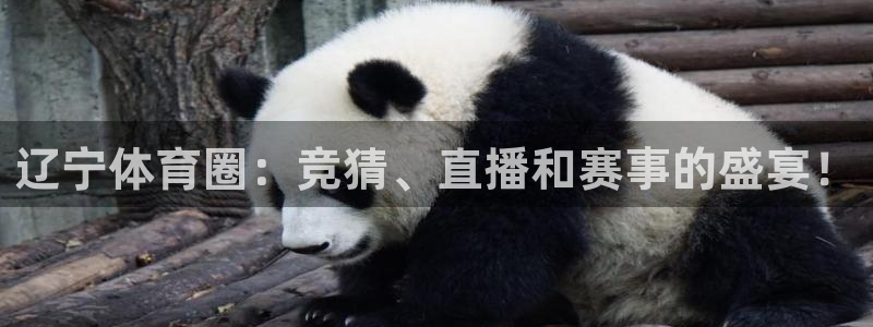 辽宁体育圈：竞猜、直播和赛事的盛宴！