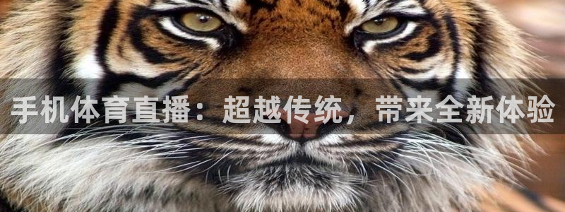 手机体育直播：超越传统，带来全新体验