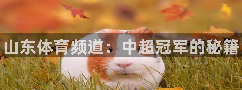 山东体育频道：中超冠军的秘籍